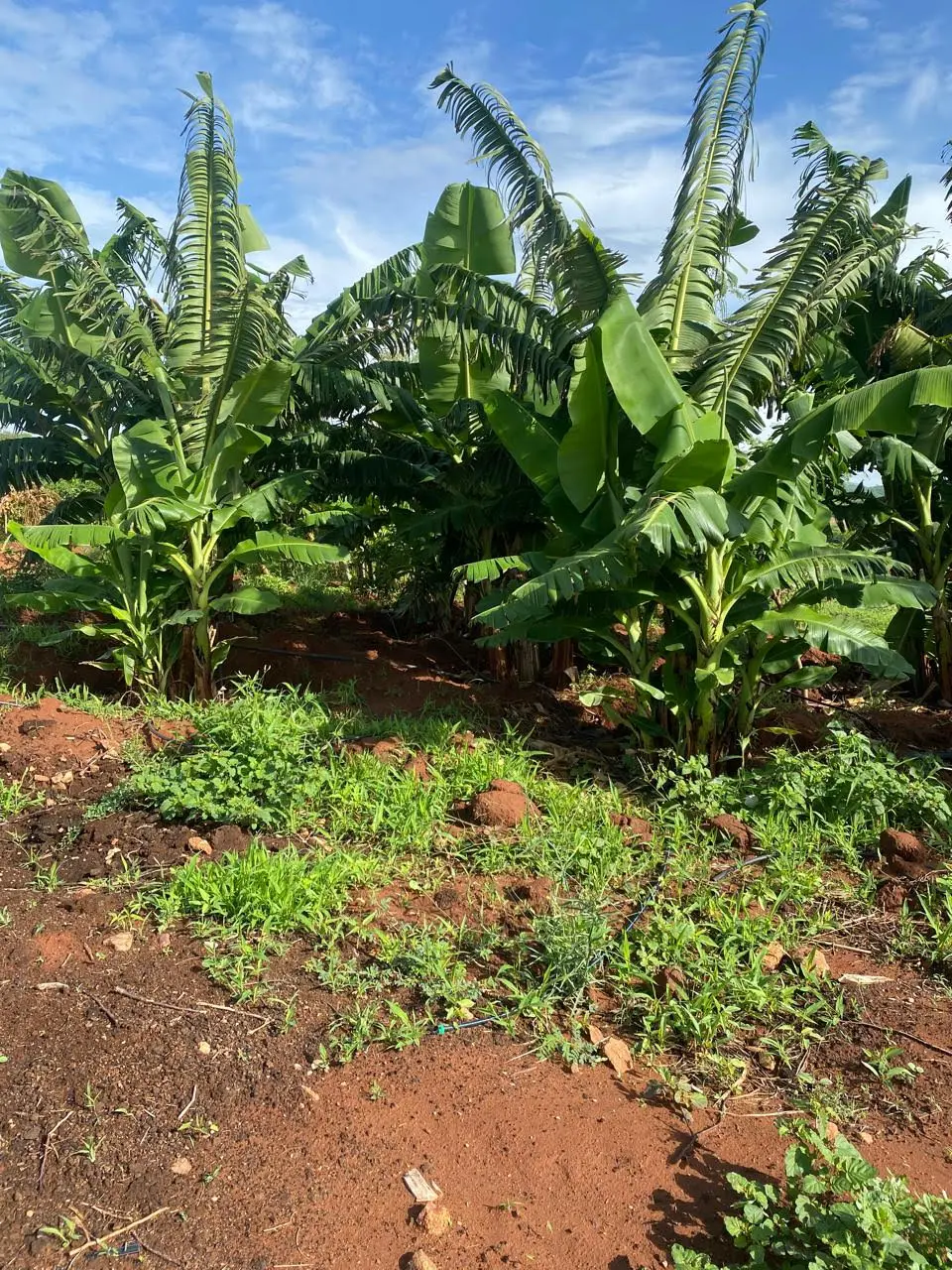 50-Acre Agricultural Haven in Ishiara, Embu – Perfect for Large-Scale Farming